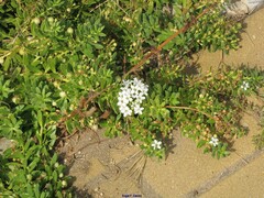 Iberis semperflorens