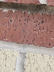 Crossopriza lyoni