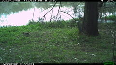 Gallinago hardwickii