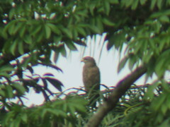 Circaetus cinerascens