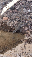 Gallotia stehlini