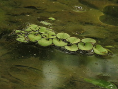 Salvinia auriculata