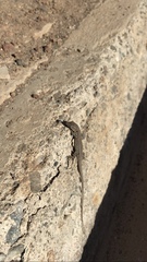Gallotia stehlini