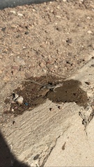 Gallotia stehlini