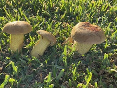 Boletus auripes
