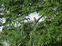 Circaetus cinerascens