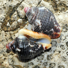 Columbella mercatoria