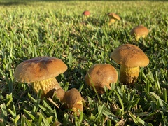 Boletus auripes