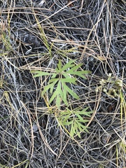 Pulsatilla