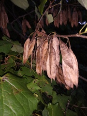 Cercis canadensis