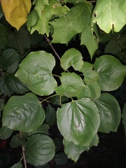 Cercis canadensis