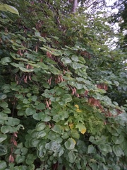 Cercis canadensis