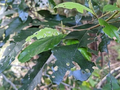 Alphitonia excelsa