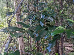 Alphitonia excelsa