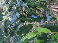 Alphitonia excelsa