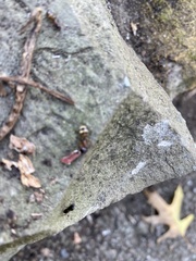 Camponotus subbarbatus