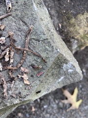 Camponotus subbarbatus