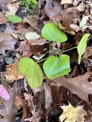 Catalpa speciosa