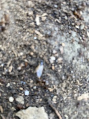 Camponotus subbarbatus