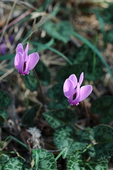Cyclamen graecum