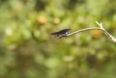 Limenitis arthemis arizonensis