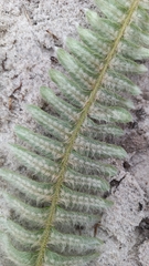 Pleopeltis lepidopteris