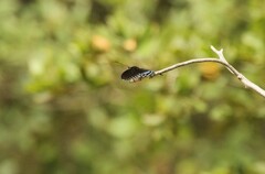 Limenitis arthemis arizonensis