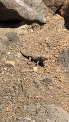 Gallotia stehlini
