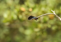 Limenitis arthemis arizonensis