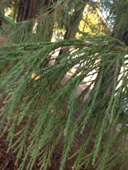 Sequoiadendron