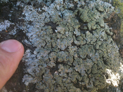 Physconia isidiigera