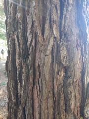 Sequoiadendron
