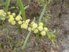 Acacia verniciflua