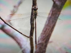 Triacanthagyna trifida