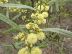 Acacia verniciflua