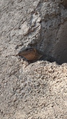 Gallotia stehlini
