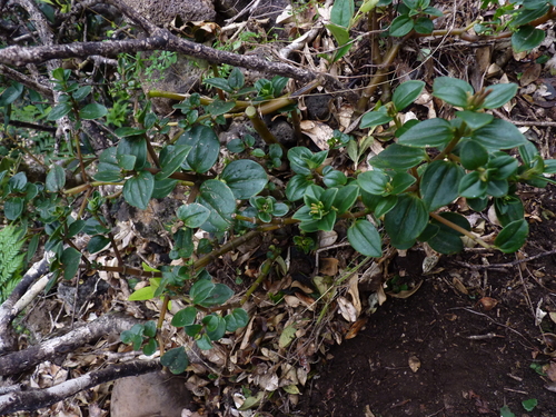 Peperomia fernandeziana (Peperomia fernandeziana)