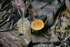 Heimiomyces tenuipes