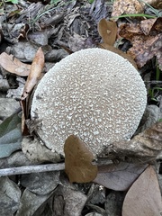Lycoperdon pratense