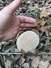 Lycoperdon pratense