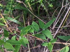 Billardiera scandens
