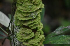 Coenogonium implexum