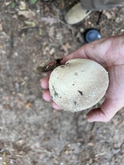 Lycoperdon pratense