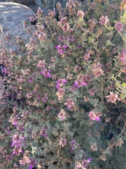 Dalea formosa