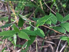 Billardiera scandens