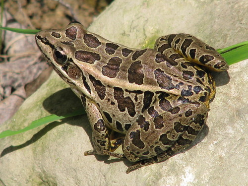 Pickerel Frog, photo 5 of 7