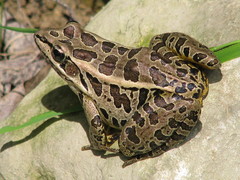 Pickerel Frog photo 4
