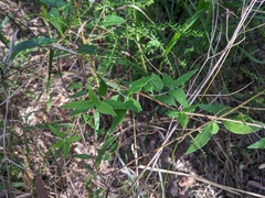 Billardiera scandens