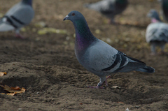 Columba livia domestica