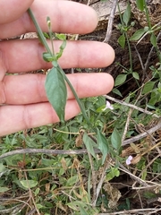 Dicliptera resupinata